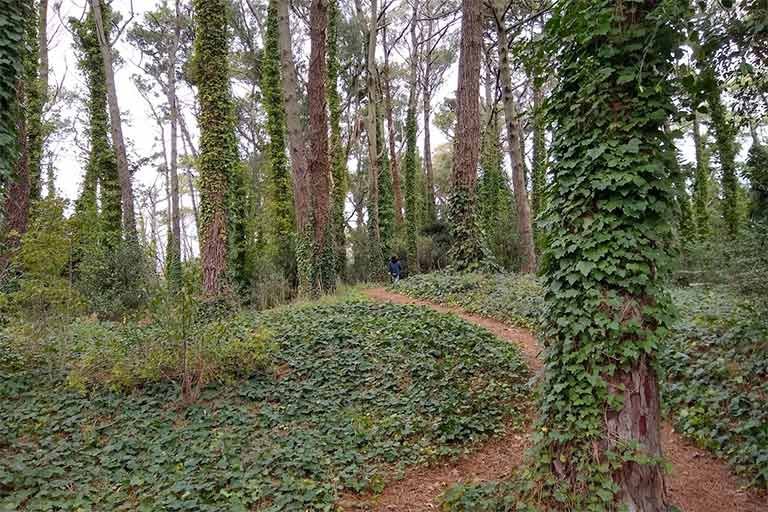 Pinar del Norte de Villa Gesell, playas entre médanos y bosque