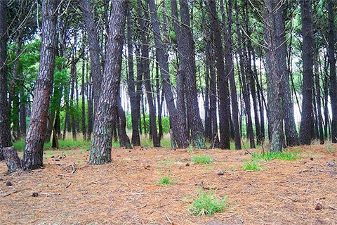 Departamentos en alquiler en Villa Gesell